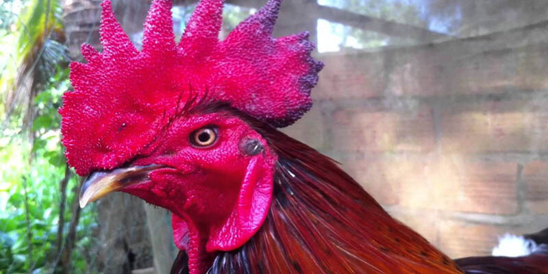 119a3f5c ga bi dau mat 1