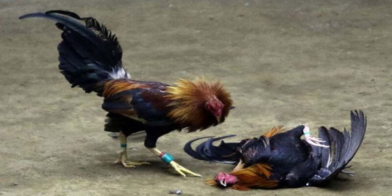 Cách Thả Gà Đá Cựa Sắt: Bí Quyết Huấn Luyện và Chiến Thuật Hiệu Quả 2 4 loai thuoc lam ga khong da duoc cach de phong gian lan 827