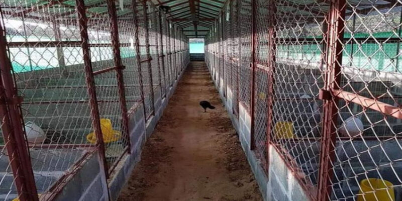 Cách làm chuồng chạy cho gà đá: Hướng dẫn chi tiết từ A đến Z 5 5dfc7574 cach lam chuong ga don gian tai nha 2