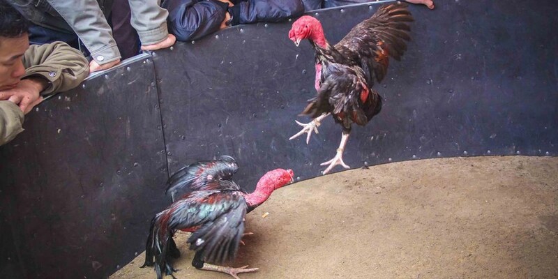 Cách Thả Gà Đá Cựa Sắt: Bí Quyết Huấn Luyện và Chiến Thuật Hiệu Quả 4 a8 1485849481409