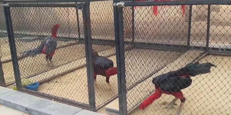 Cách làm chuồng chạy cho gà đá: Hướng dẫn chi tiết từ A đến Z 4 bai 6