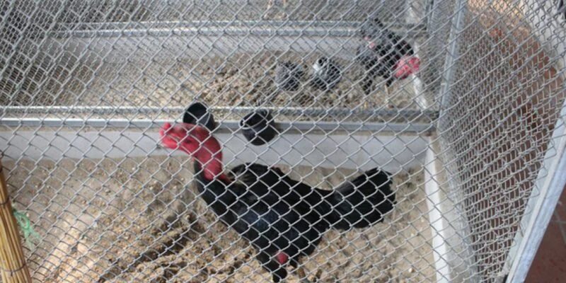 Cách làm chuồng chạy cho gà đá: Hướng dẫn chi tiết từ A đến Z 3 huong dan lam chuong ga bang luoi don gian tiet kiem cach lam chuong ga bang luoi 2