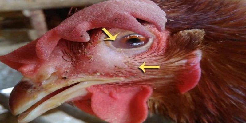 infectious coryza 1200x900 1